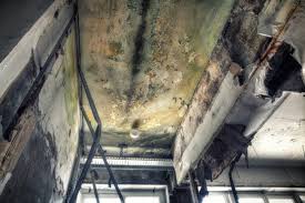 Best Basement Mold Removal  in Las Lomas, TX